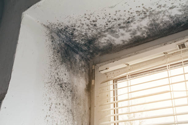 Affordable Mold Cleanup solutions in Batavia, NY